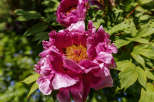A stunning close-up captures the vibrant beauty of a peony flower in full bloom.