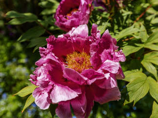 A stunning close-up captures the vibrant beauty of a peony flower in full bloom.