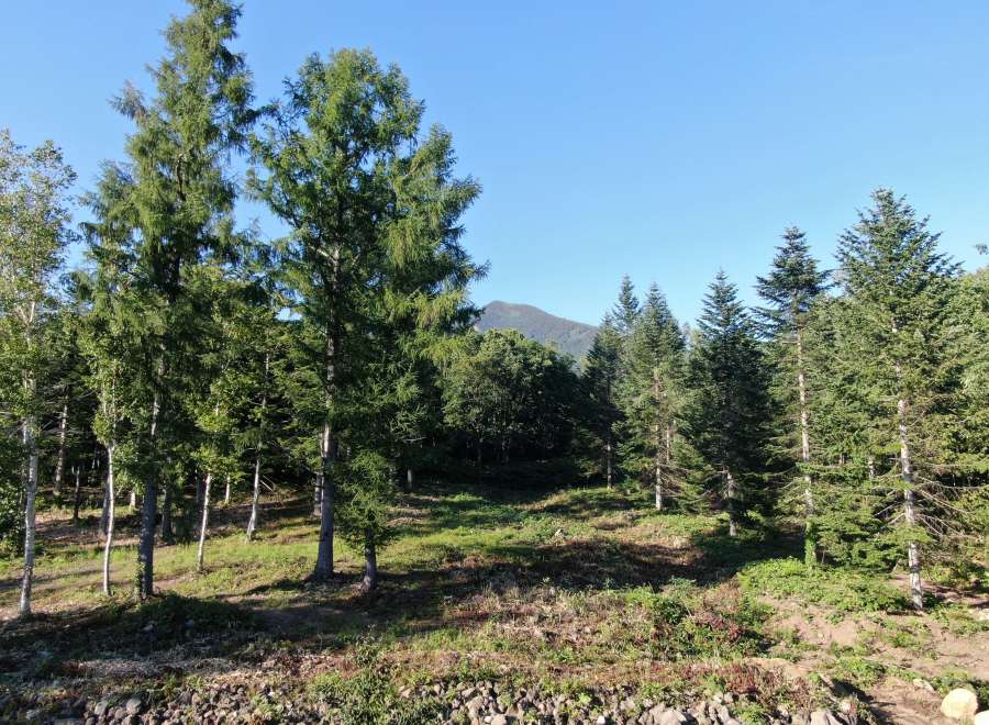 This serene landscape showcases a lush forest with towering evergreen trees, creating a tranquil atmosphere.