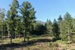 This serene landscape showcases a lush forest with towering evergreen trees, creating a tranquil atmosphere.