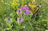 Discover the beauty of nature with this stunning image of vibrant purple flowers in a lush green meadow.